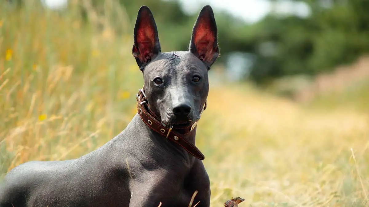 xoloitzcuintle wearing brown collar lying in field