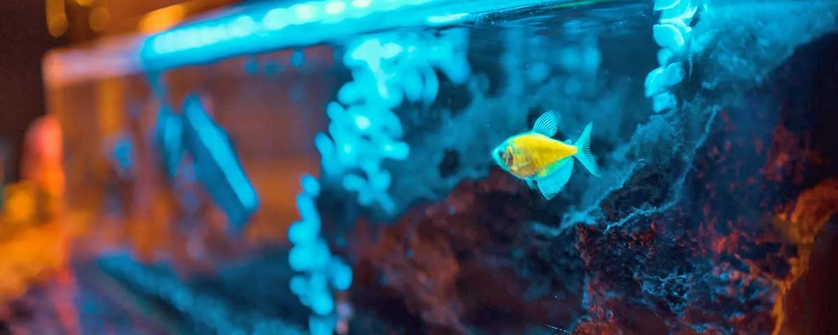 yellow fish aquarium nighttime