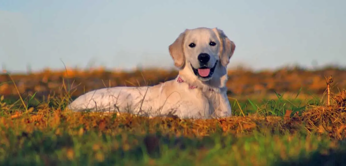 yellow labrador retriever lying down grass