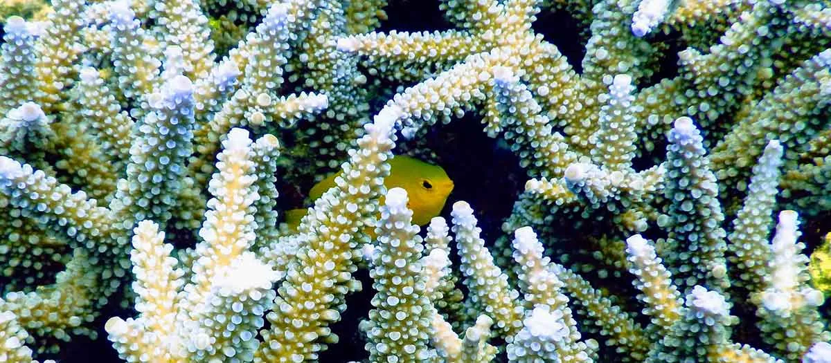 yellow pet fish hiding