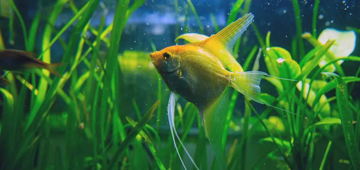 yellow pet fish