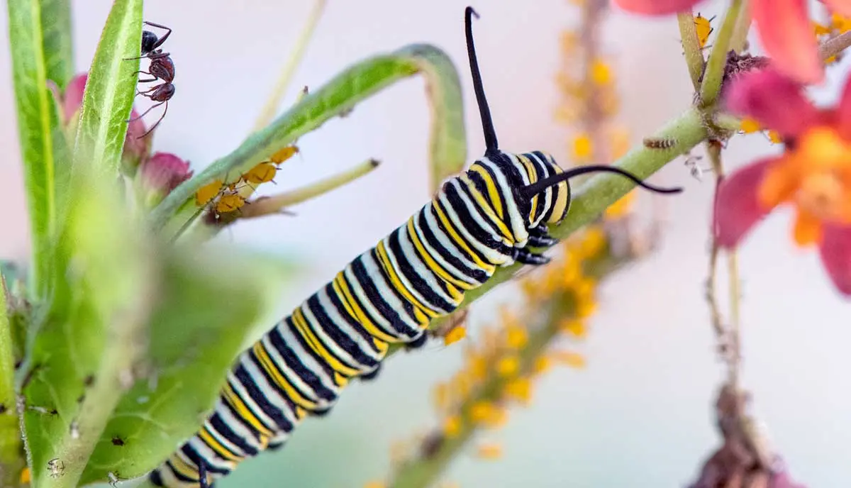 yellow white black caterpillar on flowering plant