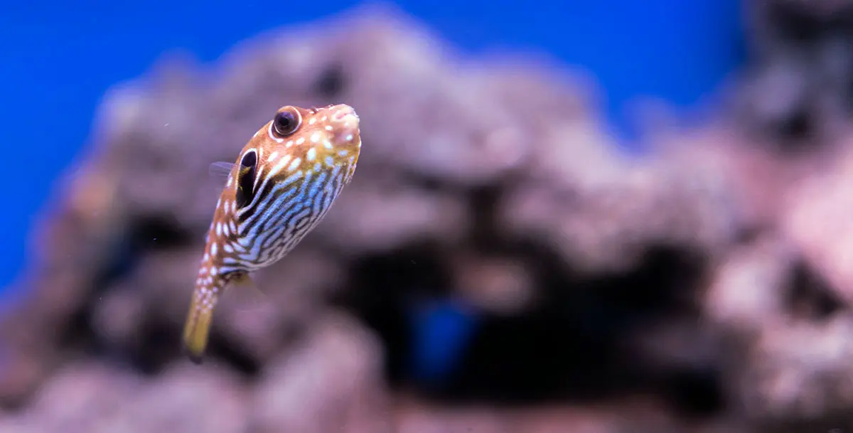 yellow white dotted puffer fish