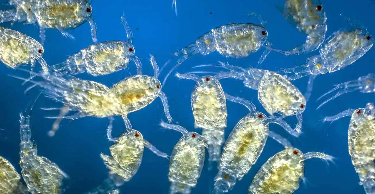 zooplankton in the ocean